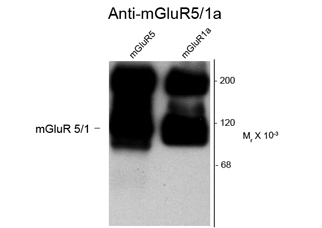 Western blot of 10 ug of HEK 293 cells expressing mGluR1a and mGluR5 showing specific immunolabeling of the ~125k monomer and the ~250k dimers of mGluR1a and mGluR5 using Metabotropic Glutamate Receptor 5/1a antibody (GTX82652). Western blot of 10 ug of HEK 293 cells expressing mGluR1a and mGluR5 showing specific immunolabeling of the ~125k monomer and the ~250k dimers of mGluR1a and mGluR5 using Metabotropic Glutamate Receptor 5/1a antibody (GTX82652).