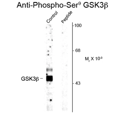 Western blot of rat cortex lysate showing phospho-specific immunolabeling of the ~46k GSK3p protein phosphorylated at Ser 9 using Glycogen synthase kinase 3 B (GSK3B) (phospho Ser9) antibody (GTX82664). Western blot of rat cortex lysate showing phospho-specific immunolabeling of the ~46k GSK3p protein phosphorylated at Ser 9 using Glycogen synthase kinase 3 B (GSK3B) (phospho Ser9) antibody (GTX82664).