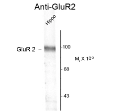 Western blot of rat hippocampal lysate showing the specific immunolabeling of the ~100k GluR2 protein using GluR2 antibody (GTX82668).