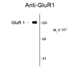 Western blot of rat hippocampal lysate showing specific immunolabeling of the ~105k GluR1 protein using GluR1 antibody (GTX82670). Western blot of rat hippocampal lysate showing specific immunolabeling of the ~105k GluR1 protein using GluR1 antibody (GTX82670).