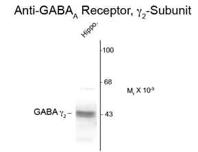 Western blot of 10 ug of rat hippocampal lysate showing specific immunolabeling of the ~46k gamma 2-subunit of the GABAA-R using GABAA Receptor gamma 2 antibody (GTX82676). Western blot of 10 ug of rat hippocampal lysate showing specific immunolabeling of the ~46k gamma 2-subunit of the GABAA-R using GABAA Receptor gamma 2 antibody (GTX82676).