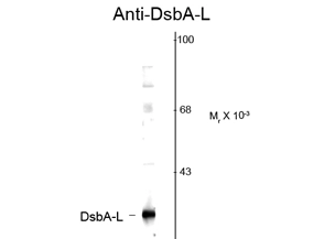 Western blot of mouse adipose tissue showing specific immunolabeling of the ~25k DsbA-L protein using DsbA-L antibody (GTX82705).