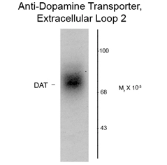 Western blot of 20 ug of human caudate lysate showing specific immunolabeling of the ~88k DAT protein using Dopamine Transporter antibody,Extracellular Loop 2 (GTX82706).