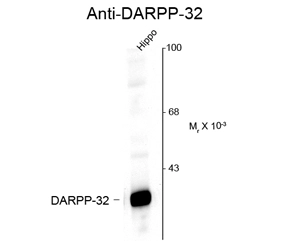 Western blot of rat hippocampal lysate showing specific immunolabeling of the ~32k DARPP protein using DARPP-32 antibody (GTX82715). Western blot of rat hippocampal lysate showing specific immunolabeling of the ~32k DARPP protein using DARPP-32 antibody (GTX82715).