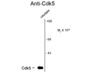 Western blot of rat caudate lysate showing specific immunolabeling of the ~28k Cdk5 protein using CDK5 antibody [1H3] (GTX82727).