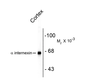 Western blot of rat cortex lysate showing specific immunolabeling of the ~66k alpha internexin protein using alpha Internexin antibody [1D2] (GTX82743).