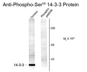 WB analysis of rat brain stem lysates using 14-3-3 (phospho Ser58) antibody in the absence or presence of blocking peptide.
