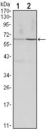 WB analysis of HeLa (1) and PC-12 (2) cell lysate using GTX82750 Cyclin B1 antibody [5G6].
