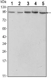 WB analysis of HeLa (1),NIH3T3 (2), Jurkat (3), PC-12 (4) and COS7 (5) cell lysate using GTX82752 STAT3 antibody [3B5].