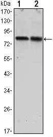 WB analysis of HeLa (1) and HEK293 (2) cell lysate using GTX82754 TORC2 antibody [5B10].