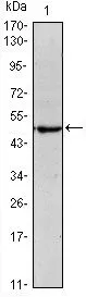 WB analysis of NTERA-2 cell lysate using GTX82755 Oct4 antibody [7E7].