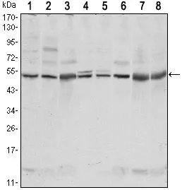 WB analysis of NIH3T3 (1),Hela (2),COS7 (3), Jurkat (4), Raw246.7 (5), A549 (6), HL-60 (7) and PC-12 (8) cell lysate using GTX82757 CSK antibody [5F3].