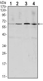 WB analysis of HeLa (1), Jurkat (2), K562 (3) and PC-12 (4) cell lysate using GTX82758 Cyclin B1 antibody [1B10].