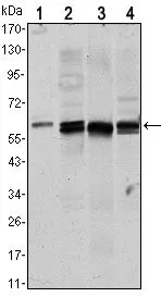 WB analysis of NIH3T3 (1), HeLa (2),COS7 (3) and Jurkat (4) cell lysate using GTX82762 AKT1 antibody [3A3].