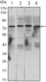 WB analysis of Raji (1), Jurkat (2), THP-1 (3) and K562 (4) cell lysate using GTX82770 IKK alpha antibody [3G12H9].