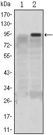 WB analysis of HEK293 (1) and KLF4(AA: 2-180)-hIgGFc transfected HEK293 (2) cell lysate using GTX82771 KLF4 antibody [1E6].