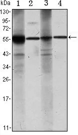 WB analysis of Raji (1), Jurkat (2), THP-1 (3) and K562 (4) cell lysate using GTX82775 ALDH1A1 antibody [5A11].