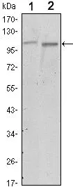 WB analysis of A549 (1) and NIH3T3 (2) cell lysate using GTX82780 FAK antibody [10H7].