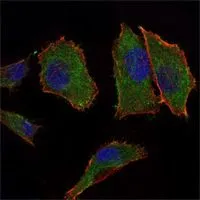 ICC/IF analysis of PANC-1 cells using GTX82782 COX4 antibody [6B3]. Green : COX4 Blue: DRAQ5 fluorescent DNA dye Red: Actin filaments