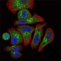 ICC/IF analysis of GC7901 cells using GTX82784 EPO antibody [4F11]. Green : EPO Blue: DRAQ5 fluorescent DNA dye Red: Actin filaments