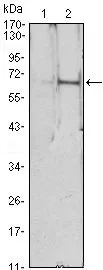 WB analysis of HEK293 (1) and EPO(AA: 28-193)-hIgGFc transfected HEK293 (2) cell lysate using GTX82784 EPO antibody [4F11].