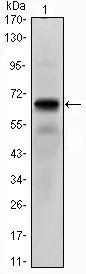 WB analysis of PTH1R (AA: 27-188)-hIgGFc transfected HEK293 cell lysate using GTX82794 PTH1R antibody [4D2].
