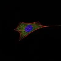 ICC/IF analysis of NIH3T3 cells using GTX82803 Bcl-2 antibody [8E12]. Green : Bcl-2 Blue: DRAQ5 fluorescent DNA dye Red: Actin filaments