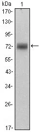 WB analysis of HeLa cell lysate using GTX82804 PLZF antibody [5B3].