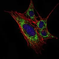 ICC/IF analysis of 3T3-L1 cells using GTX82812 KLHL11 antibody [1B9A8]. Green : KLHL11 Blue: DRAQ5 fluorescent DNA dye Red: Actin filaments