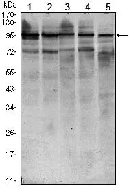 WB analysis of HEK293 (1), NIH3T3 (2), MCF-7 (3), Raw246.7 (4) and PC-12 (5) cell lysate using GTX82814 STAT6 antibody [7D3].
