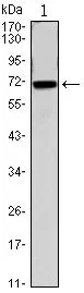 WB analysis of CDC27(AA: 724-830)-hIgGFc transfected HEK293 cell using GTX82818 CDC27 antibody [5C12].