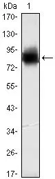 WB analysis of human KLHL21 (AA: 250-597) recombinant protein using GTX82821 KLHL21 antibody [2H4].