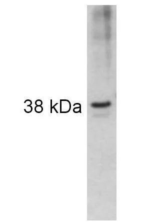 WB analysis of recombinant mouse AIP protein using GTX82866 ARA9 antibody.