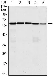 WB analysis of HeLa (1), K562 (2), PC-3 (3), HEK293 (4) and Raw264 using GTX82998 CDC25C antibody [1F12].