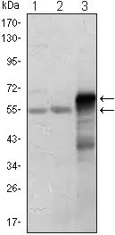WB analysis of Jurkat (1), HepG2 (2) and ETS1-hIgGFc transfected HEK293 (3) cell lysate using GTX83002 ETS1 antibody [10D2].