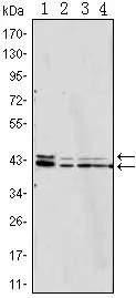 WB analysis of Jurkat (1), HeLa (2), A431 (3) and NIH3T3 (4) cell lysate using GTX83006 ERK1/2 antibody [3F8].