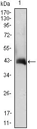 WB analysis of GM-CSF(AA: 18-144)-hIgGFc transfected HEK293 cell lysate using GTX83008 GM-CSF antibody [3D3].