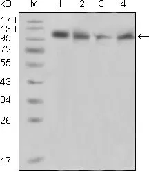 WB analysis of Raji (1), PMA induced THP-1 (2), Jurkat (3) and Ramos (4) cell lysate using GTX83026 PYK2 antibody [5E2D5].