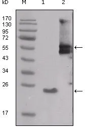 WB analysis of truncated SRC-His recombinant protein (1) and PMA treated THP-1 cell lysate (2) using GTX83037 Src antibody [4F1E8].