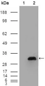 WB analysis of HEK293T cells transfected with the pCMV6-ENTRY control (1) and pCMV6-ENTRY APOA1 cDNA (2) using GTX83043 Apolipoprotein A1 antibody [5F4F5].