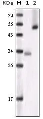 WB analysis of truncated GSK3 alpha recombinant protein ?1?and HeLa cell lysate (2) using GTX83071 GSK3 alpha antibody [6G12C2].