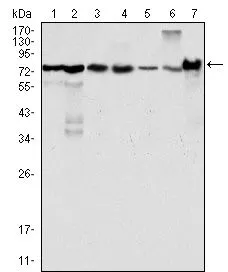 WB analysis of HeLa (1),NIH3T3 (2),COS (3),Caki (4),MCF-7 (5),HepG2 (6) and SMMC-7721 (7) cell lysate using GTX83092 LPP antibody [8B3A11].
