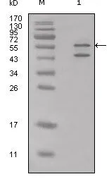 WB analysis of HeLa cell lysate using GTX83093 Calreticulin antibody. WB analysis of HeLa cell lysate using GTX83093 Calreticulin antibody.
