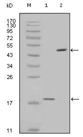WB analysis of full-length survivin recombinant protein (1) and full-length survivin-GFP transfected Cos7 cell lysate (2) using GTX83094 Survivin antibody [2H5H2].