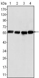 WB analysis of HeLa (1), COS (2), HEK293 (3) and U20S (4) cell lysate using GTX83095 Vimentin antibody [4F2E9].