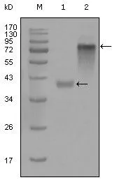 WB analysis of His tagged truncated -Cytokeratin 19 recombinant protein (1) and full-length Cytokeratin 19 (aa 1-400)-hIgGFc transfected CHO-K1 cell lysate (2) using GTX83113 Cytokeratin 19 antibody [9H8G6].