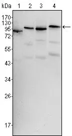 WB analysis of HeLa (1), HL60 (2), HepG2 (3) and NIH3T3 (4) cell lysate using GTX83134 B-Raf antibody [1H12].