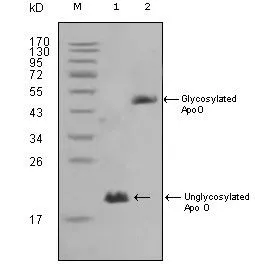 WB analysis of HepG2 (1) and 3T3L1(2) cell lysate using GTX83136 Apolipoprotein O antibody [2F1].