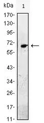 WB analysis of EGF-hIgGFc transfected HEK293 cell lysate using GTX83138 EGF antibody [9D7F11].