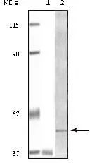WB analysis of truncated BLK recombinant protein (1)Raji cell lysate (2) using GTX83154 BLK antibody [9D10B7].